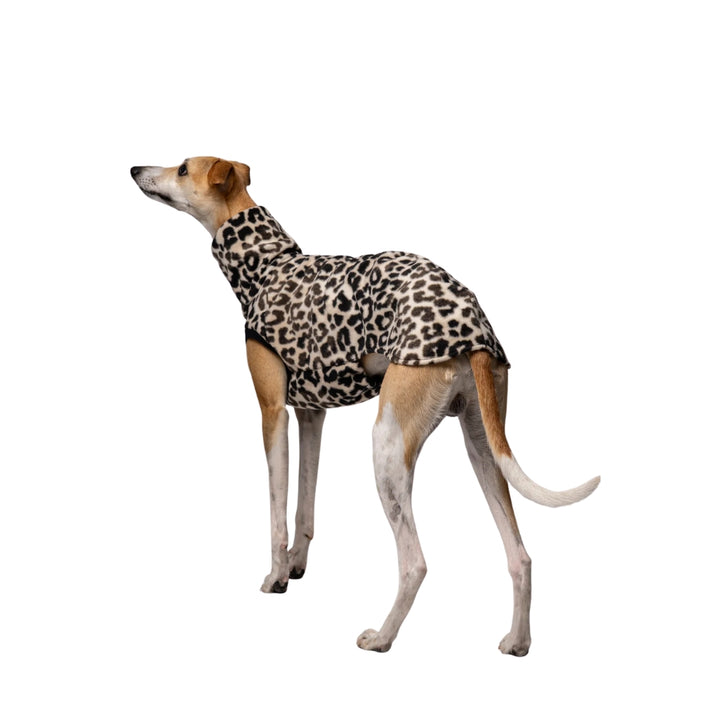 LONG SHIRT 2.0 für Whippet, Windsprite, Podenco, Galgo in Leo