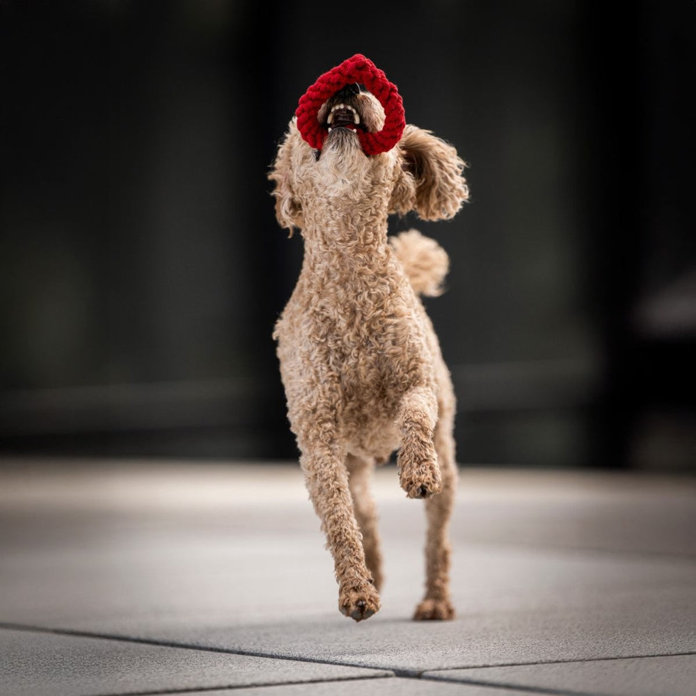 Hundespielzeug Mini Heart