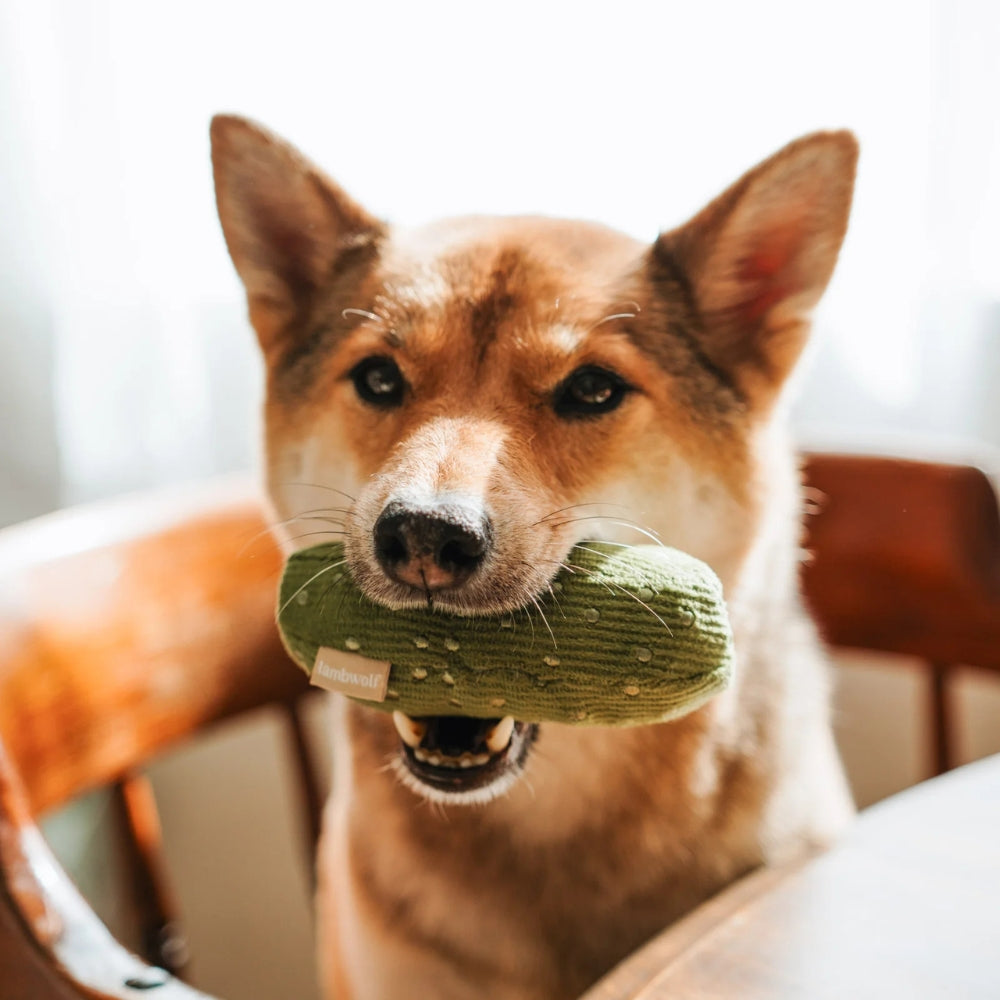 Hundespielzeug Schnüffelduo Bagel mit Gurke