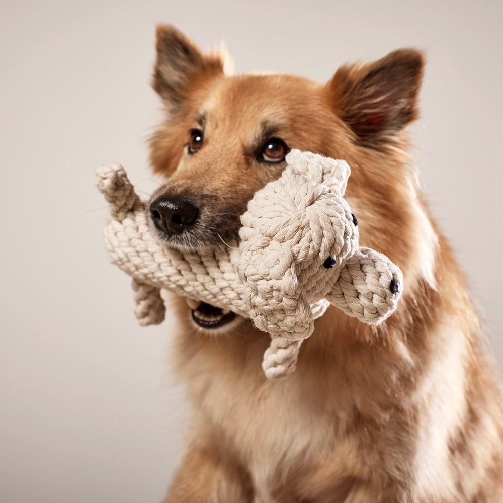 Hundespielzeug Richie Retriever