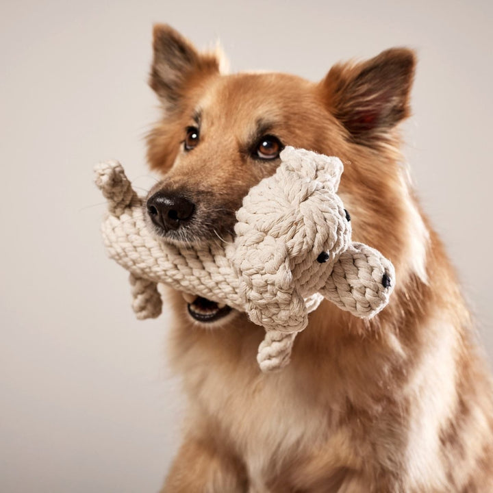 Hundespielzeug Richie Retriever