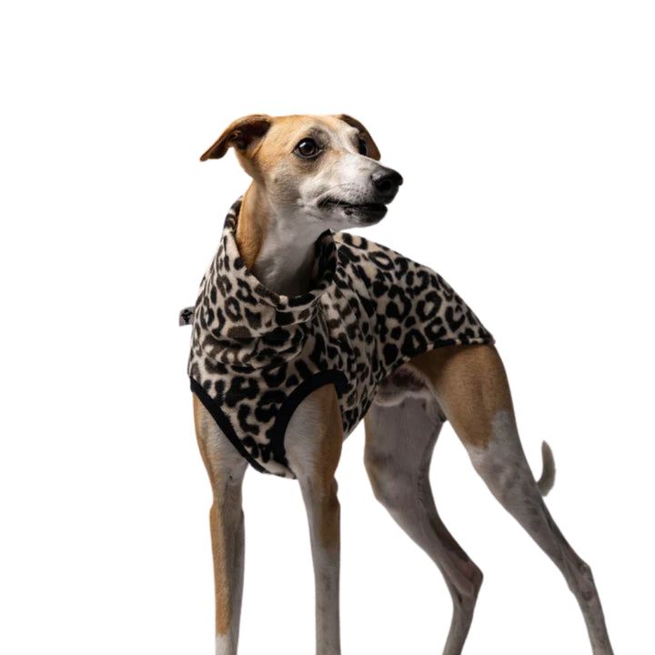 LONG SHIRT 2.0 für Whippet, Windsprite, Podenco, Galgo in Leo