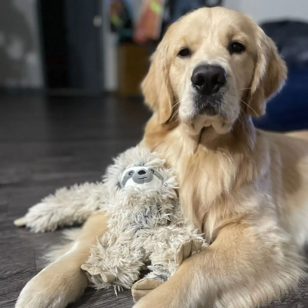 Filou Faultier Jetzt erhältlich bei  Dogsmopolitan