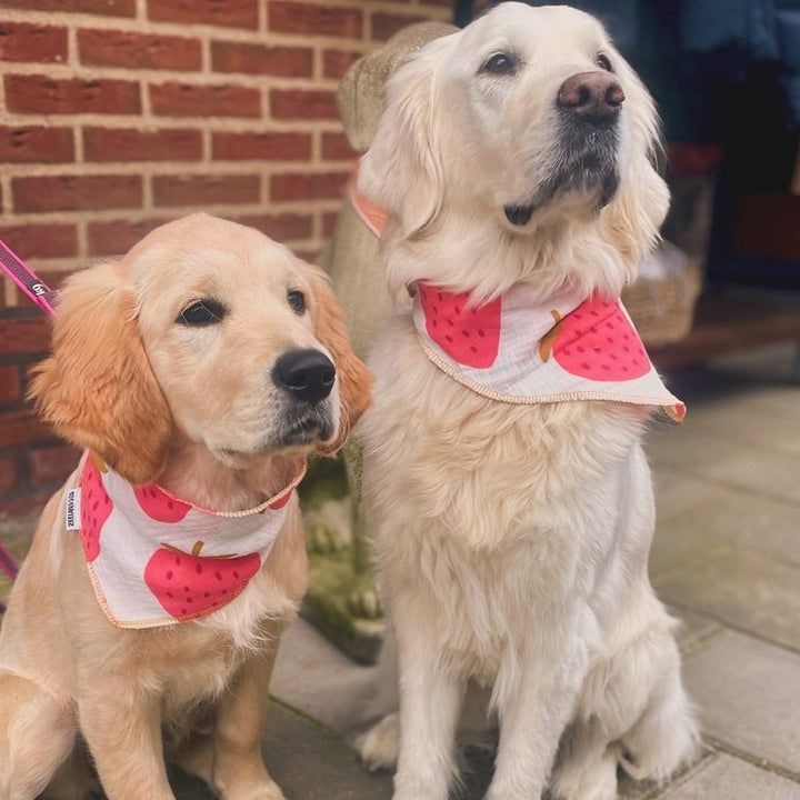 Zeeland Dog Halstuch Strawberry Jetzt erhältlich bei  Dogsmopolitan