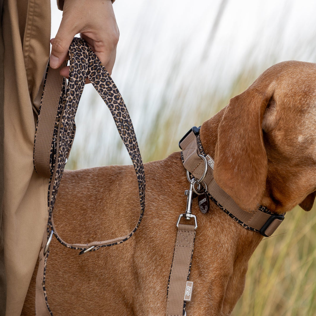 Hundehalsband &amp; Leine Leo Love Marrakesh