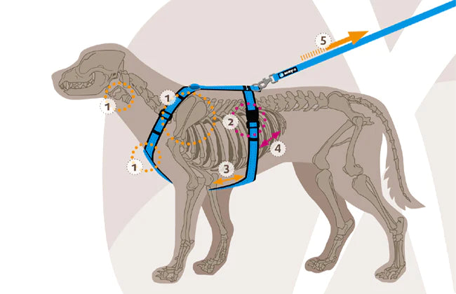 AnnyX Hundegeschirr Fun Grau-Pink Jetzt erhältlich bei  Dogsmopolitan