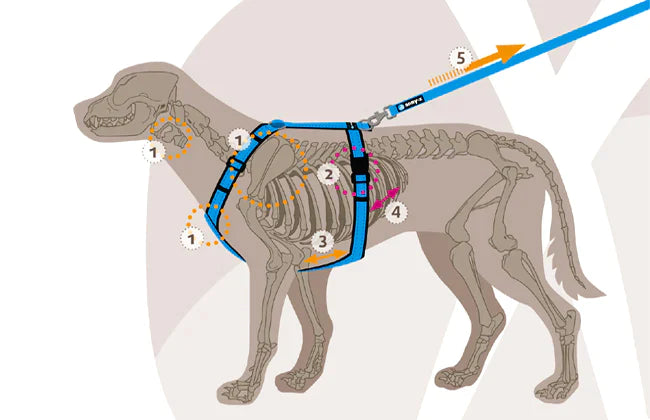 AnnyX Hundegeschirr Fun Grau-Silber Jetzt erhältlich bei  Dogsmopolitan