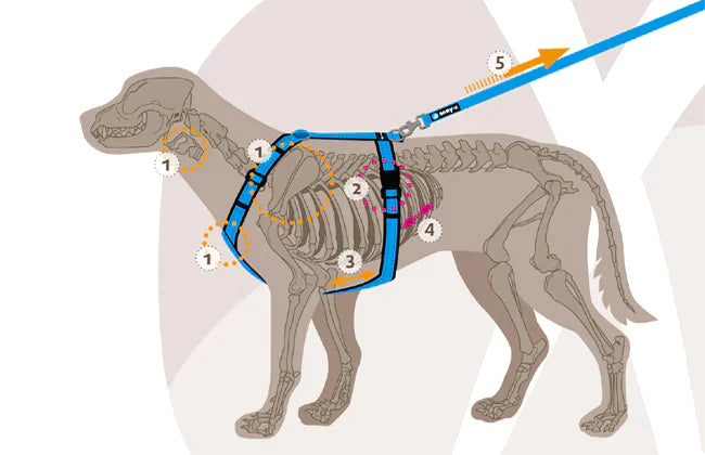 AnnyX Hundegeschirr Fun Grau-Eisblau Jetzt erhältlich bei  Dogsmopolitan