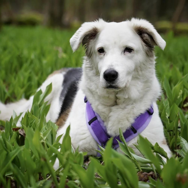 AnnyX Hundegeschirr Fun Lavendel