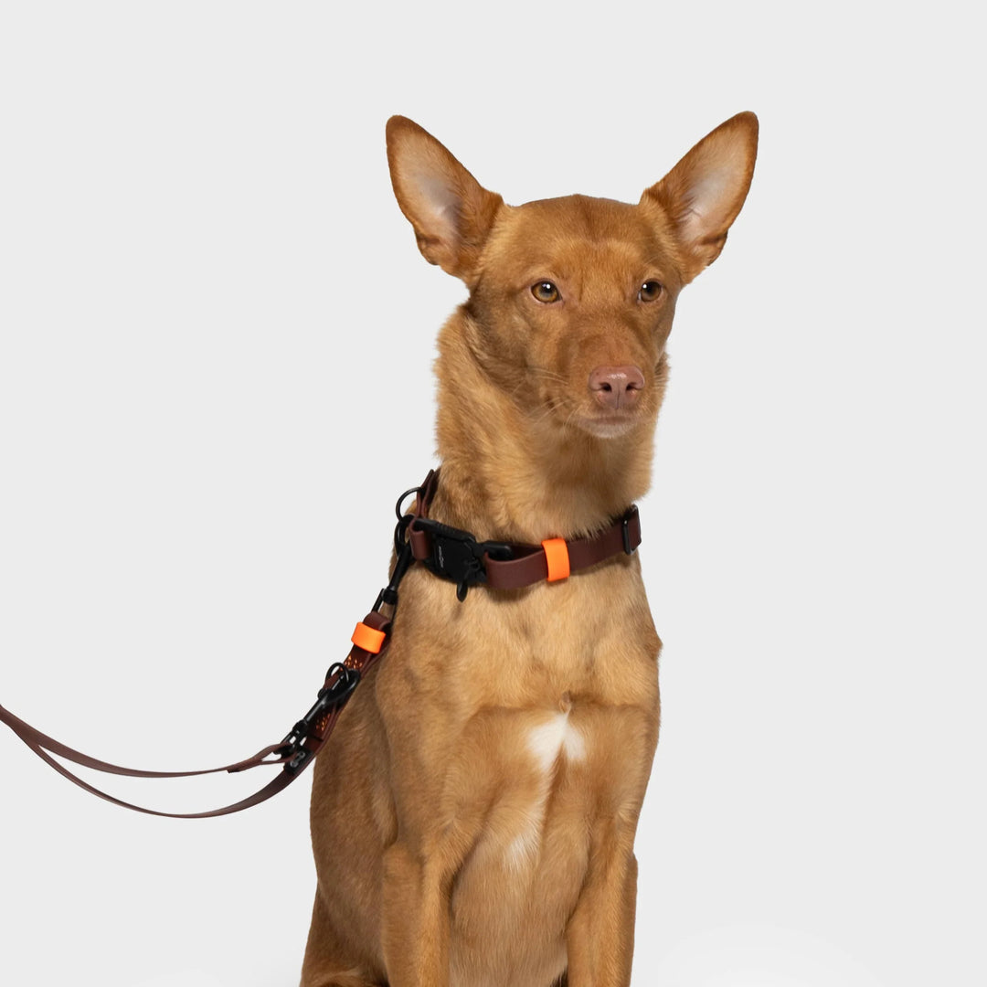 Hundehalsband BioThane Ipanema - Dark Aubergine