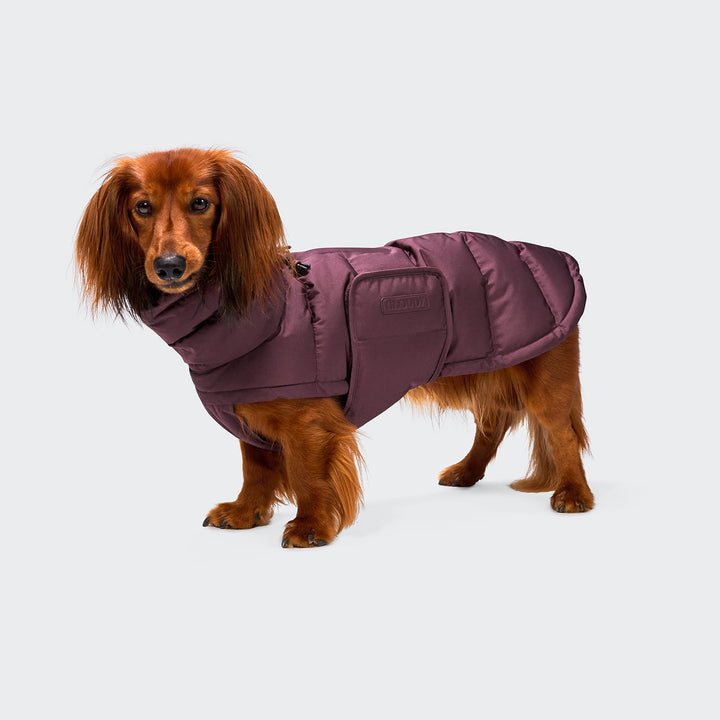 Hundemantel für Dackel Alaska Dark Aubergine