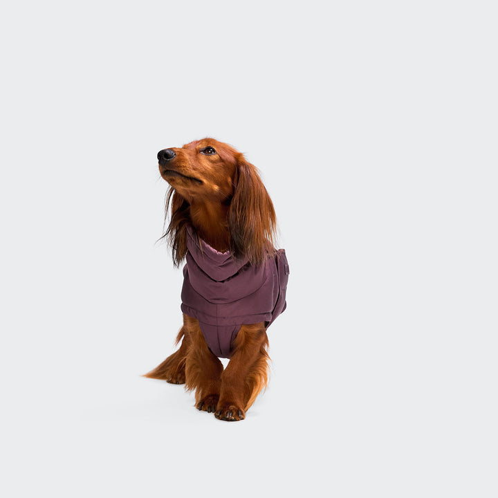 Hundemantel für Dackel Alaska Dark Aubergine