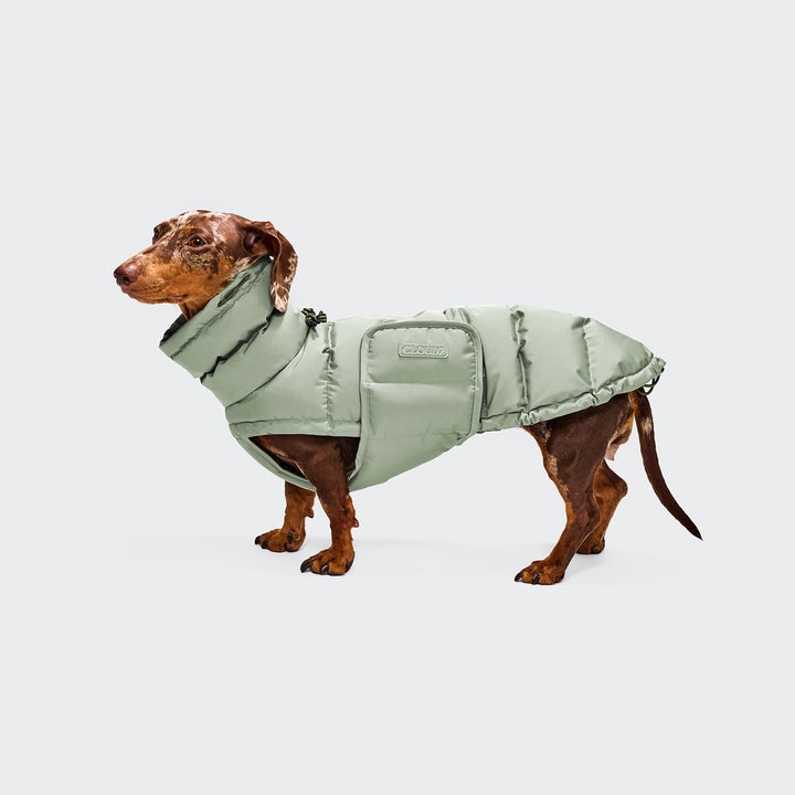 Hundemantel für Dackel Alaska Dusty Mint