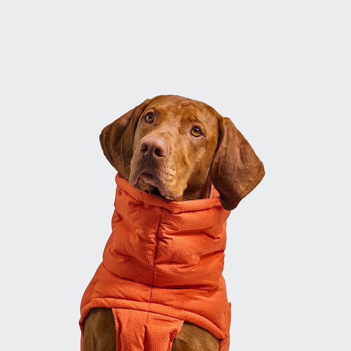 Hundemantel Alaska Seersucker Orange