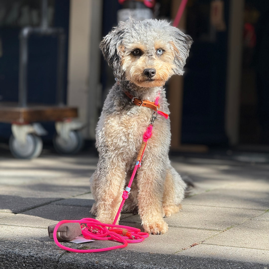 Rope leash Pink Splash