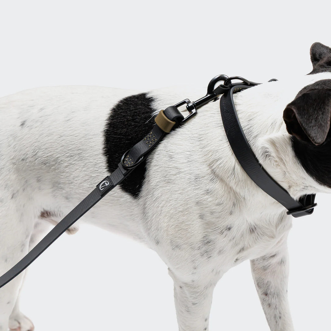 Hundehalsband BioThane Ipanema - Black-Olive