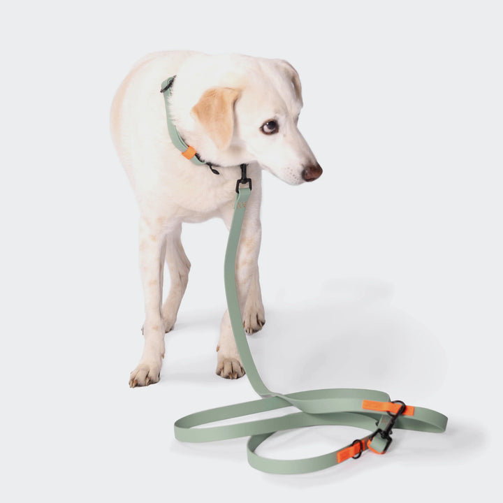 Hundehalsband BioThane Ipanema - Mint-Neon Orange
