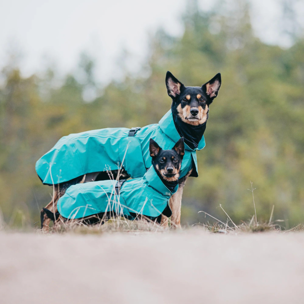 Hochreflektierender Hunderegenmantel Visibility / Smaragd Jetzt erhältlich bei  Dogsmopolitan