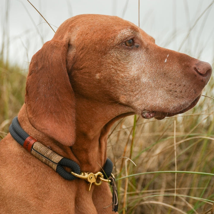 ZEELAND DOG Carbon Jetzt erhältlich bei  Dogsmopolitan