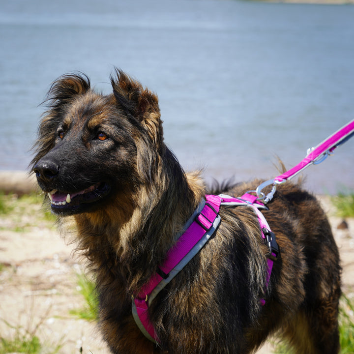 AnnyX Hundegeschirr Fun Grau-Pink Jetzt erhältlich bei  Dogsmopolitan