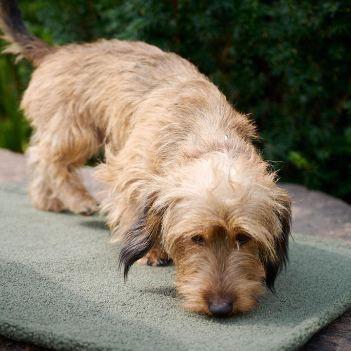 Teddy Reise- und Outdoordecke Jetzt erhältlich bei  Dogsmopolitan