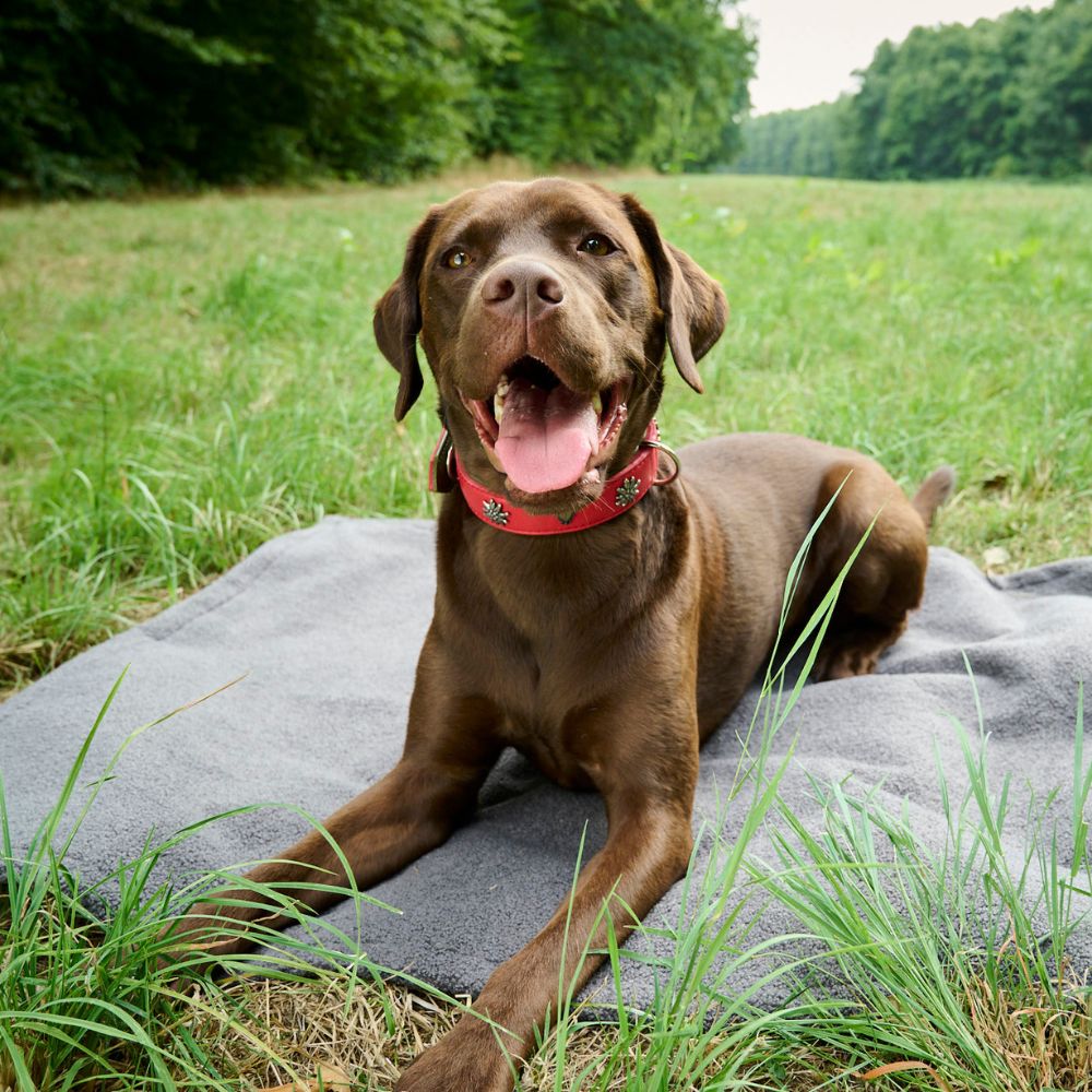 Teddy Reise- und Outdoordecke Jetzt erhältlich bei  Dogsmopolitan