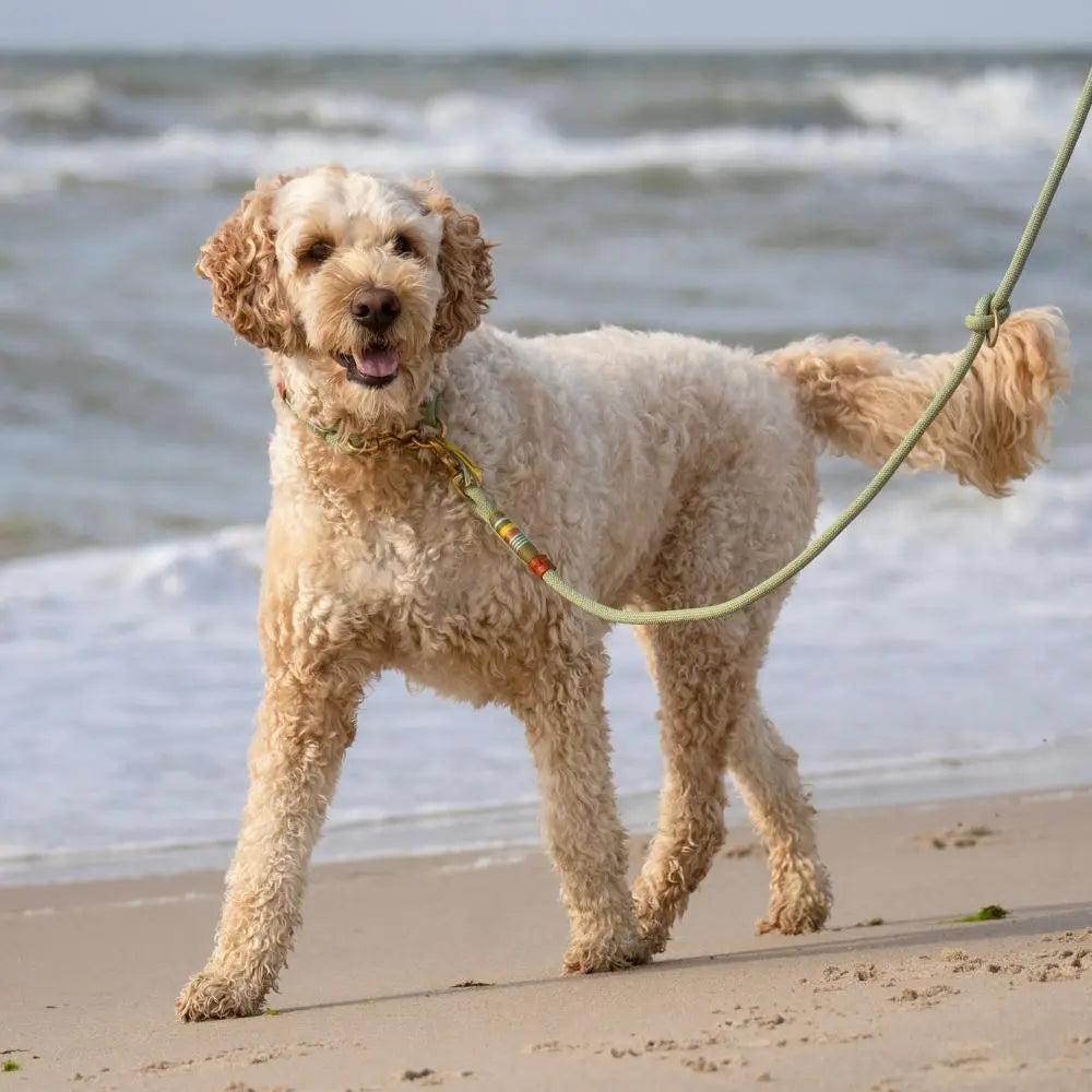 ZEELAND DOG LOTTA Jetzt erhältlich bei  Dogsmopolitan