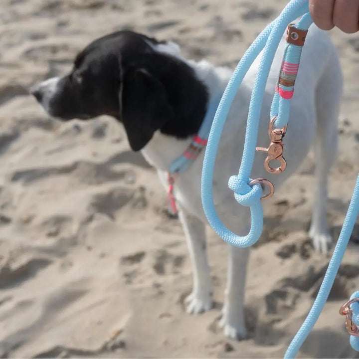 ZEELAND DOG Snoepje Jetzt erhältlich bei  Dogsmopolitan