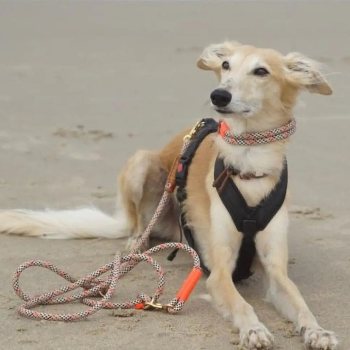 ZEELAND DOG Domburg Jetzt erhältlich bei  Dogsmopolitan