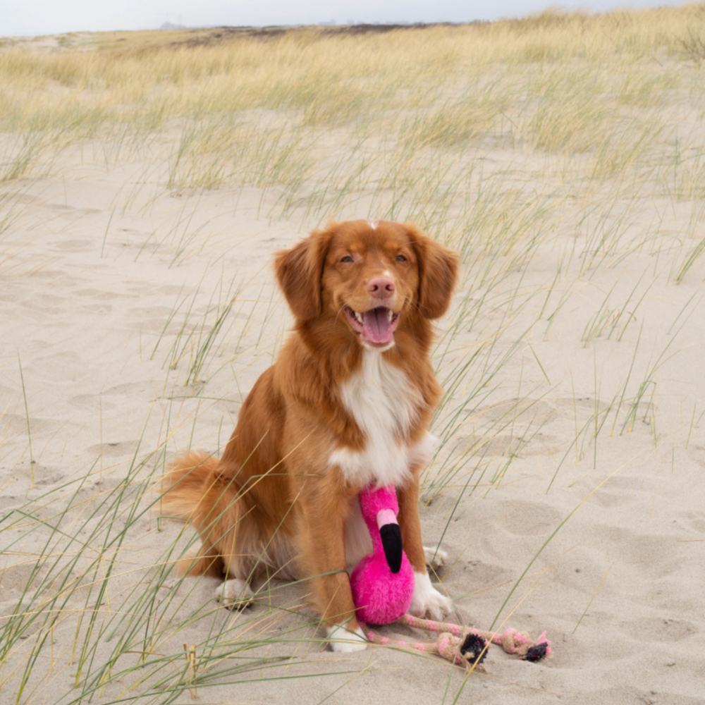 Fernando der Flamingo Jetzt erhältlich bei  Dogsmopolitan