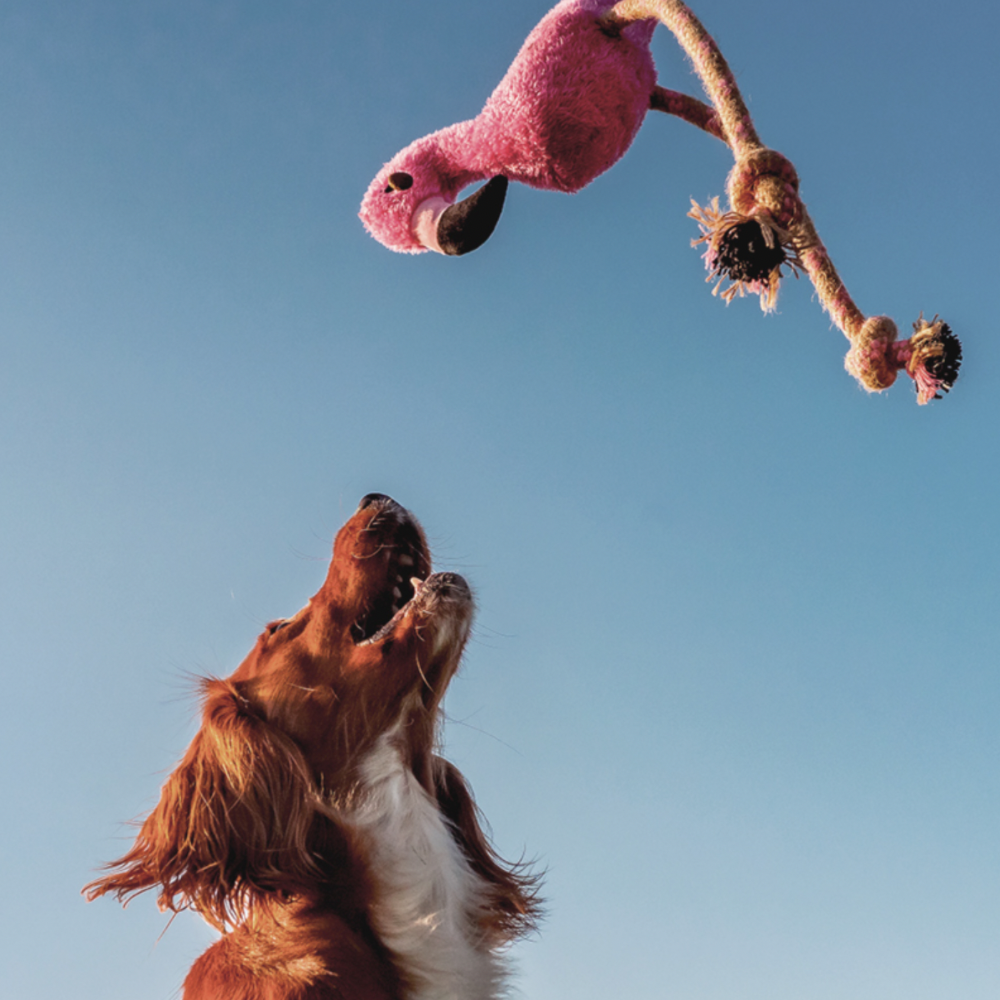 Fernando der Flamingo Jetzt erhältlich bei  Dogsmopolitan