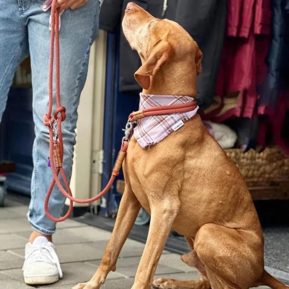 Halstuch Esdoorn Jetzt erhältlich bei  Dogsmopolitan