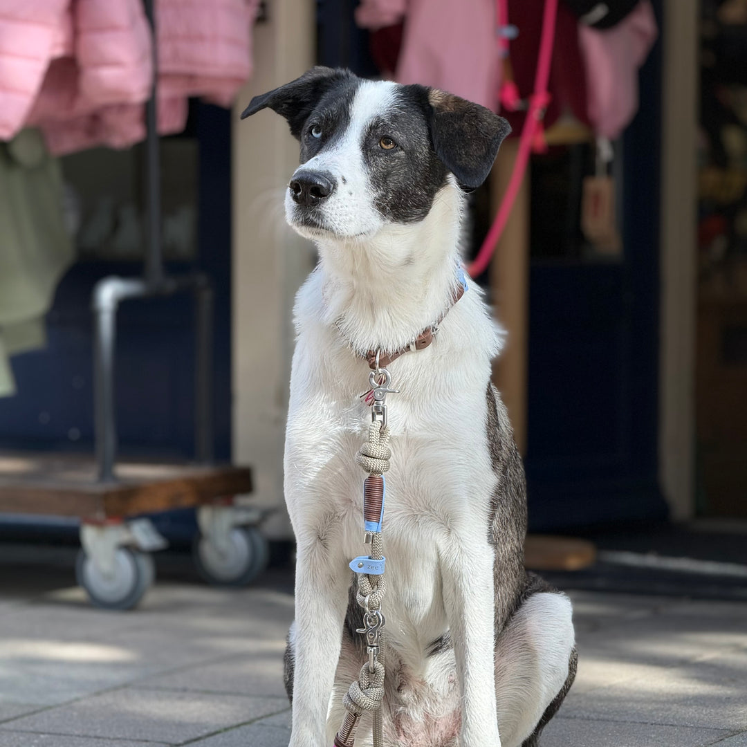 Driftwood rope leash