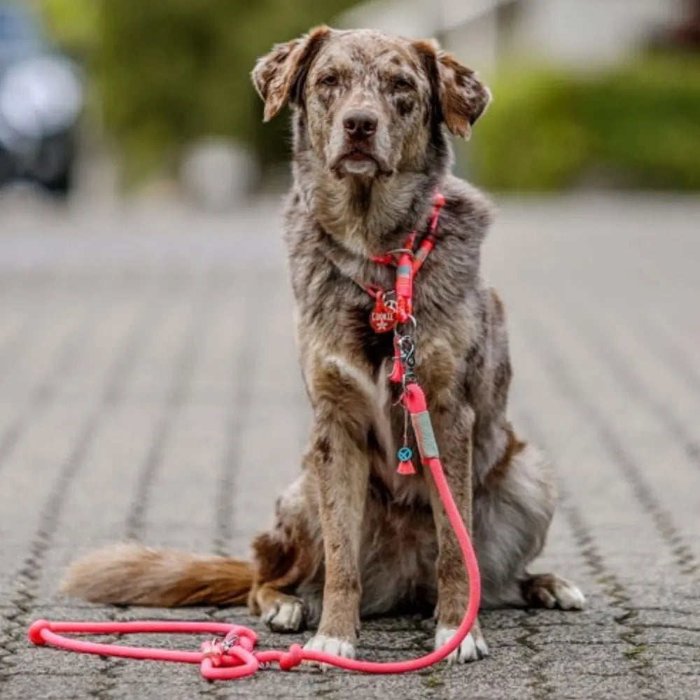 ZEELAND DOG Cici´s & Mimi´s Collection Hot Pink Edition Jetzt erhältlich bei  Dogsmopolitan