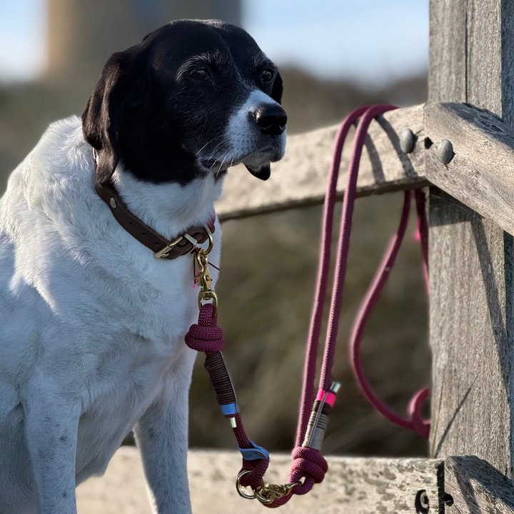 Rope collar Driftwood