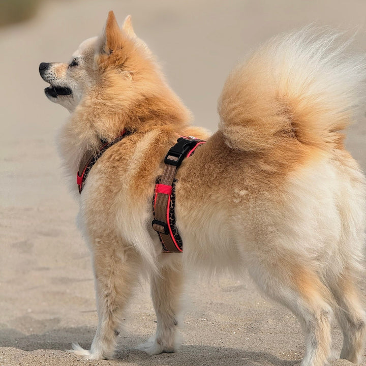 Hundegeschirr Marrakesh
