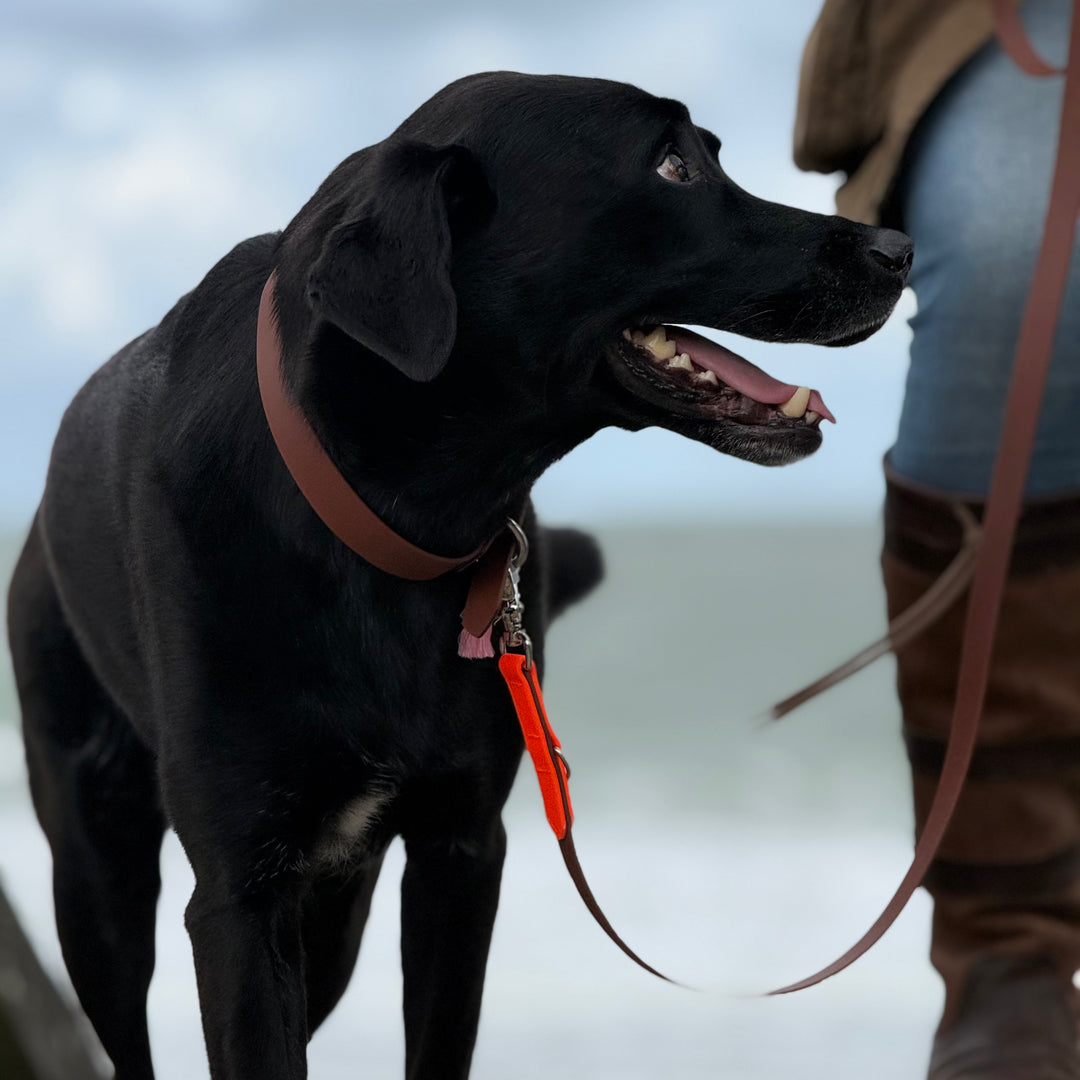 Beta-Biothane® Collar Hazel