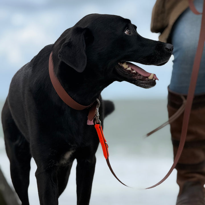 Beta-Biothane® Collar Hazel