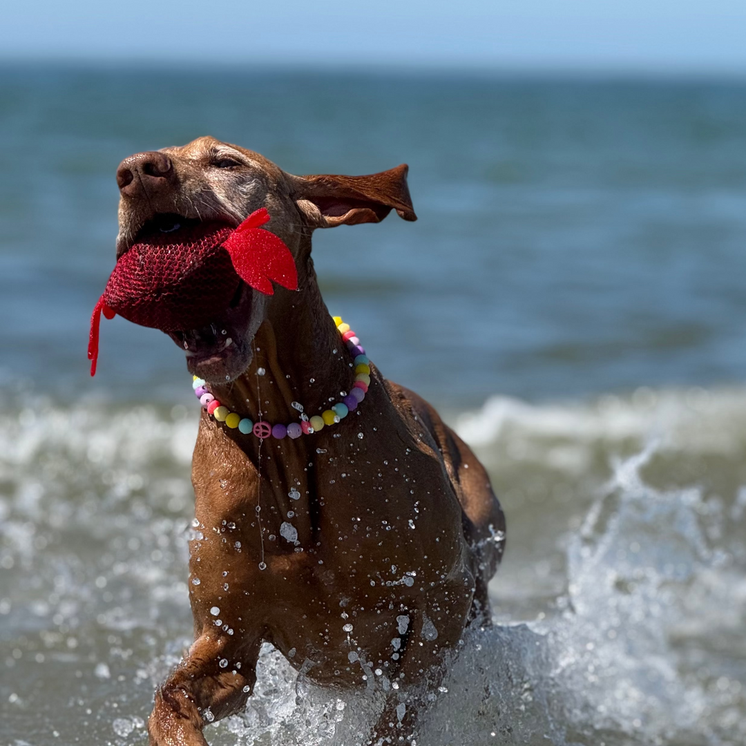 Hundespielzeug Mr. Crabs Krebs-Ball