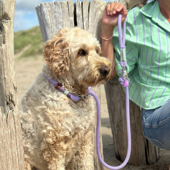 Zeeland Dog Lavender Sea