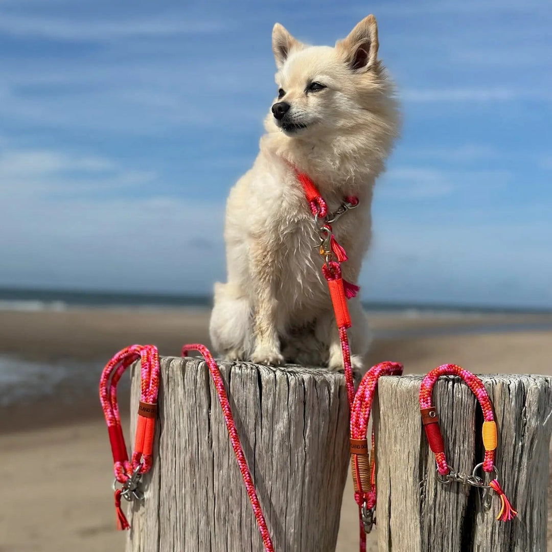 Zeeland Dog Camouflage Aloha Jetzt erhältlich bei  Dogsmopolitan