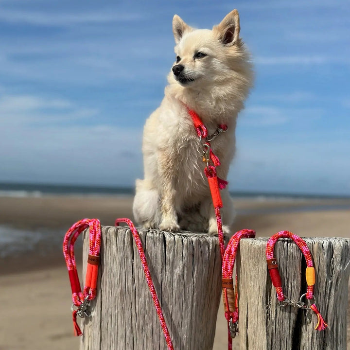 Zeeland Dog Camouflage Aloha Jetzt erhältlich bei  Dogsmopolitan