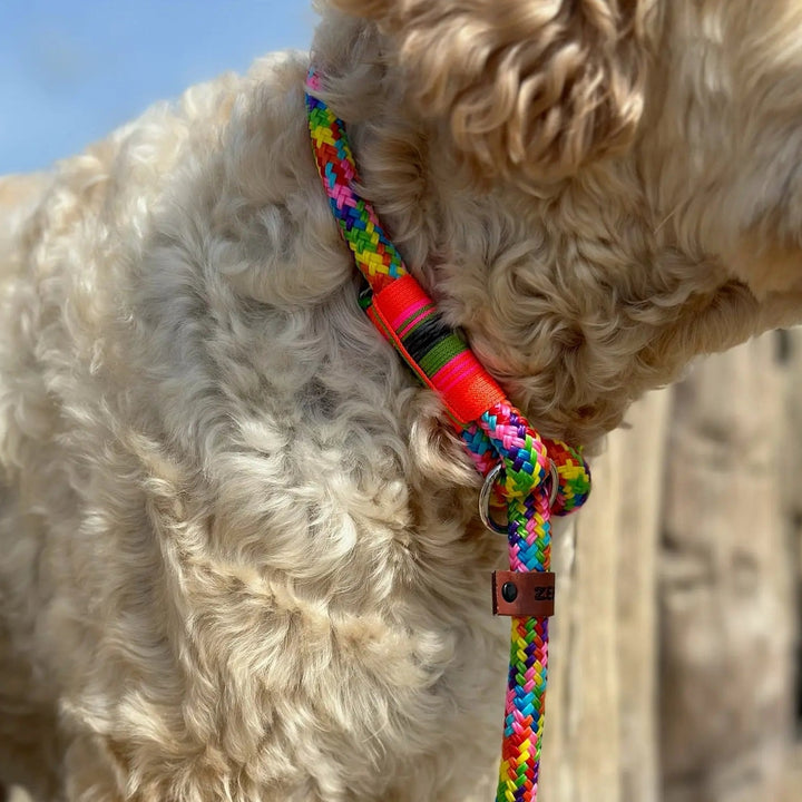 Zeeland Dog Beach Rainbow Jetzt erhältlich bei  Dogsmopolitan