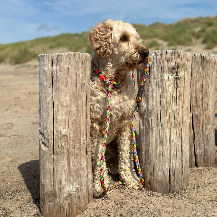 Zeeland Dog Beach Rainbow Jetzt erhältlich bei  Dogsmopolitan