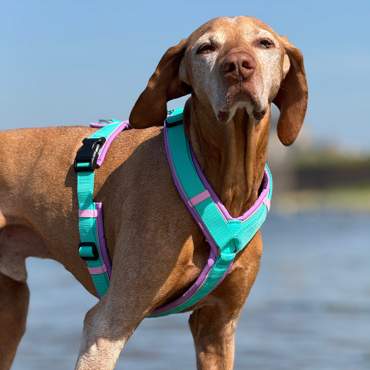 Hundegeschirr Bali