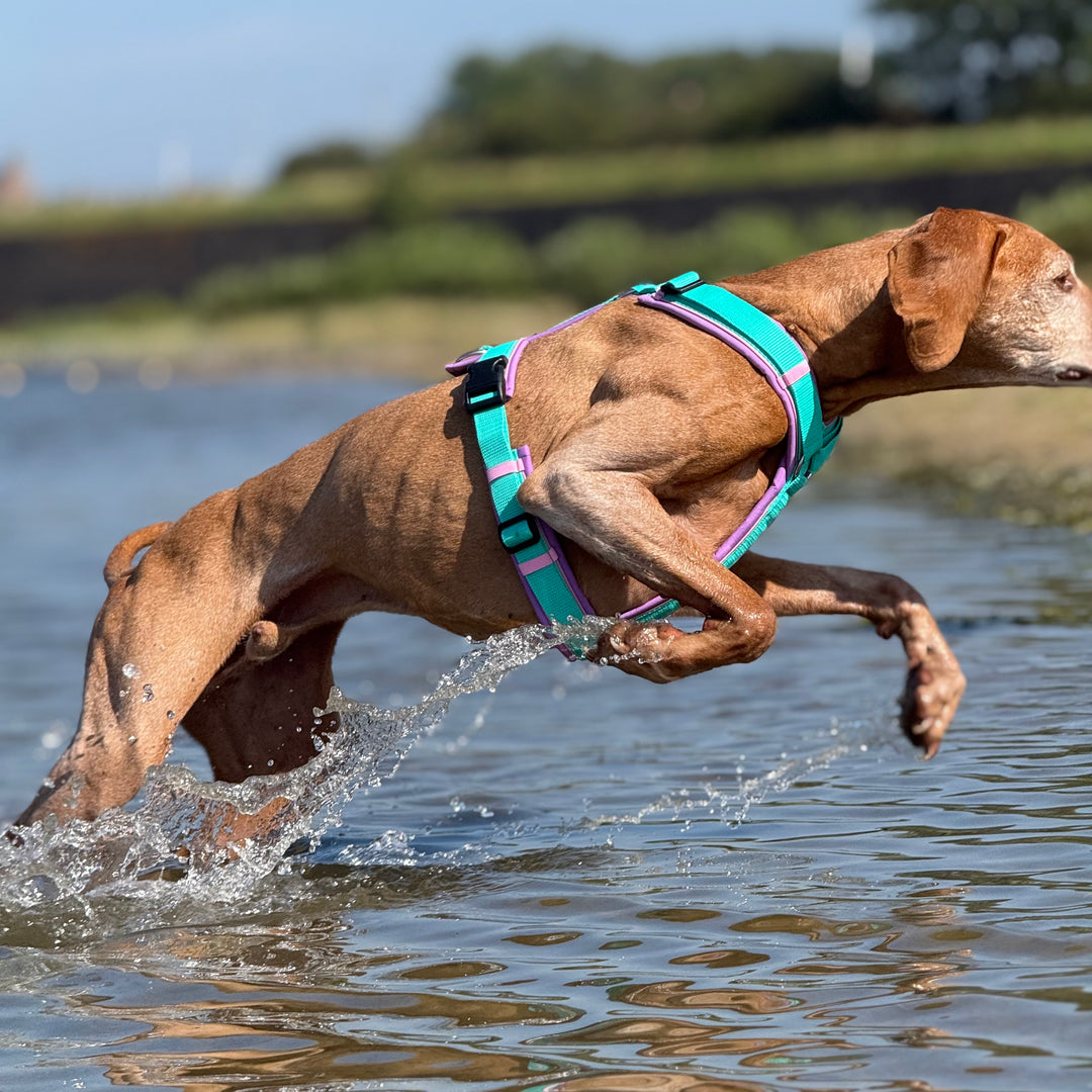 Hundegeschirr Bali