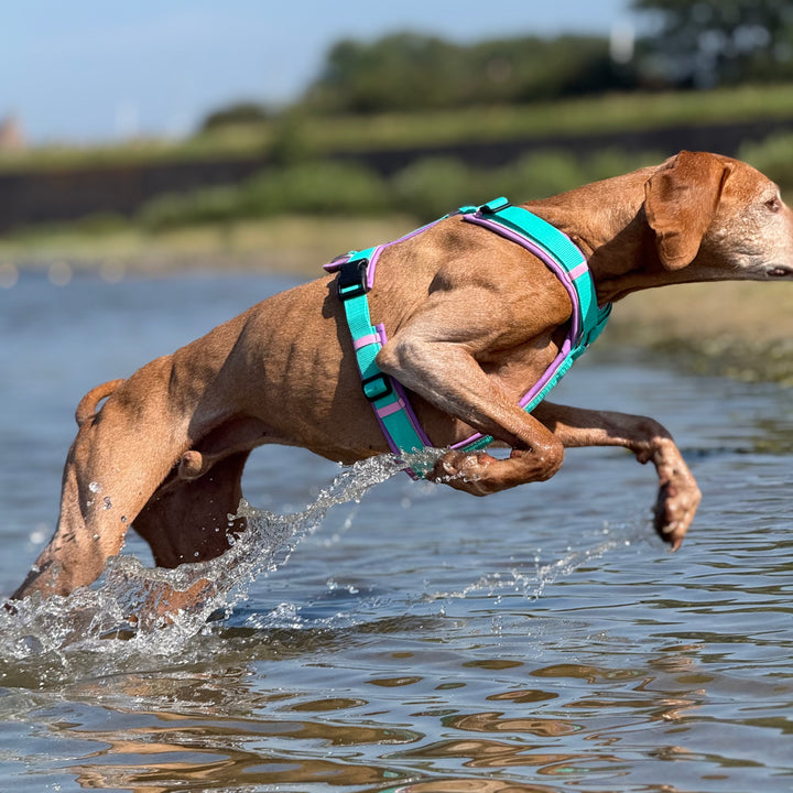 Hundegeschirr Bali