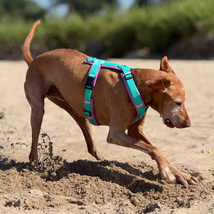 Hundegeschirr Bali