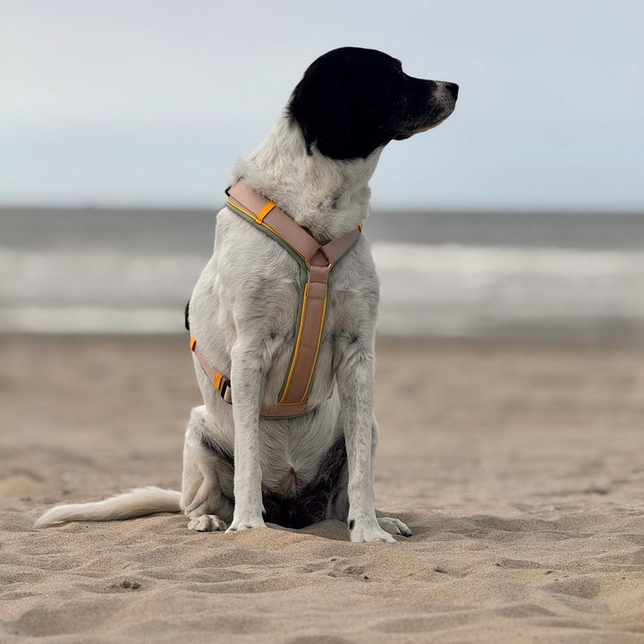 Hundegeschirr Hampton