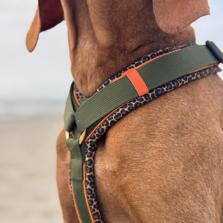 Hundegeschirr Kapstadt